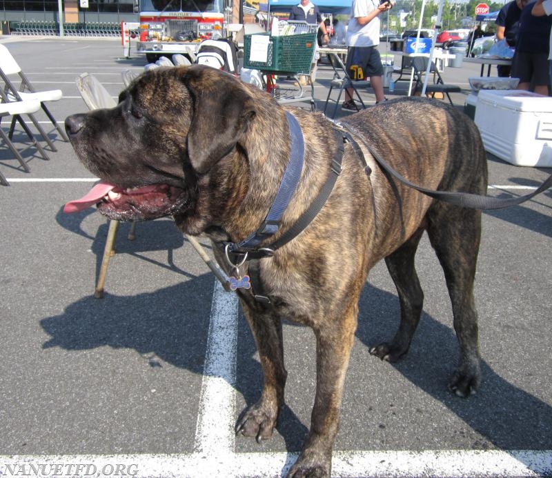 2015 BBQ Contest. Fairway in Nanuet.   Photo by Vincent P. Tuzzolino. 
Tonka The dog.

Photo By Vincent P. Tuzzolino